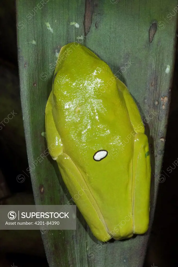 Gliding Leaf Frog (Agalychnis spurrelli) in tucked position, northwest Ecuador