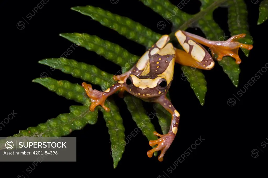 Golden Palm Tree Frog (Dendropsophus ebraccatus) on fern, northwest Ecuador