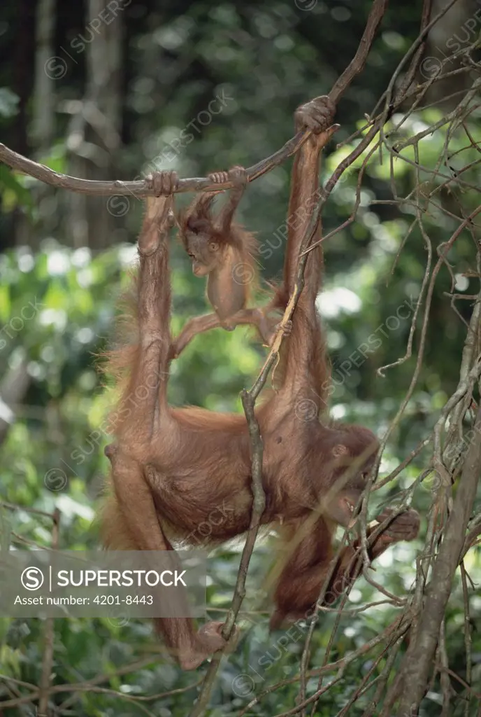 Orangutan (Pongo pygmaeus) mother and baby hanging from vines, Borneo