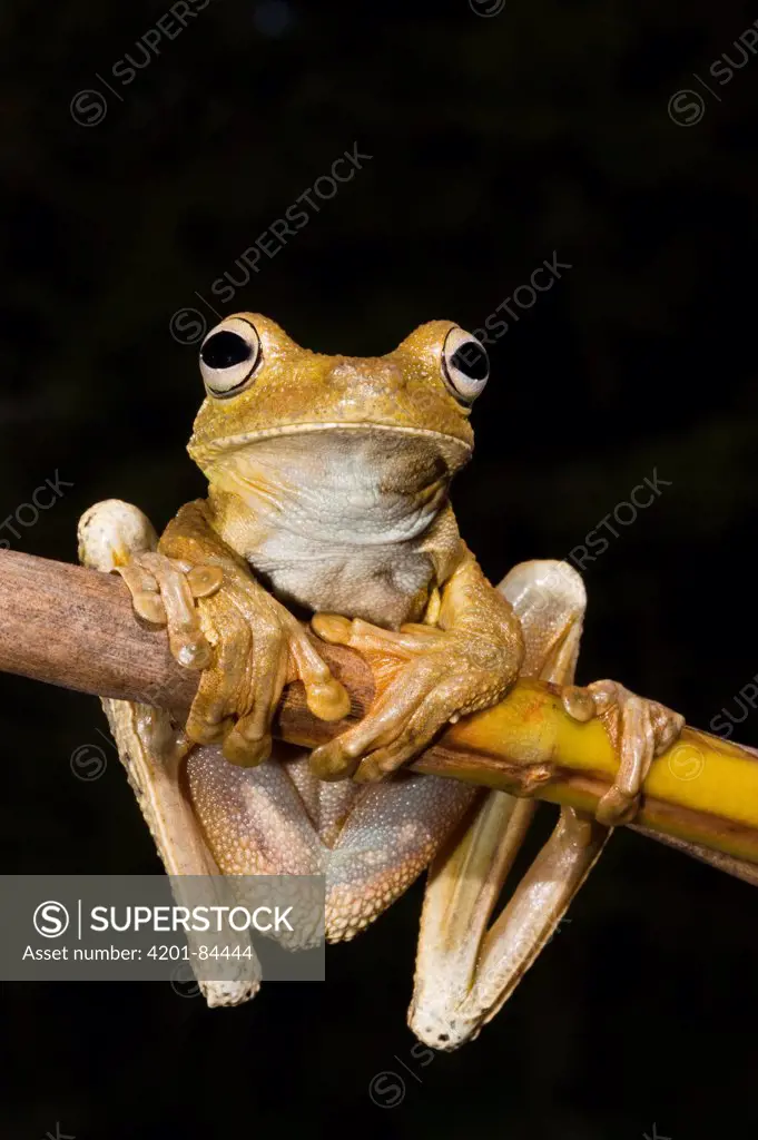 Rosenberg's Gladiator Tree Frog (Hypsiboas rosenbergi), northwest Ecuador