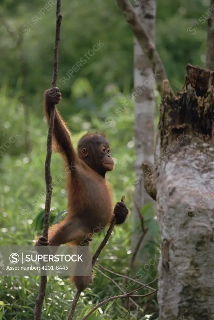Orangutan (Pongo pygmaeus) juvenile, Tanjung Puting National Park, Borneo