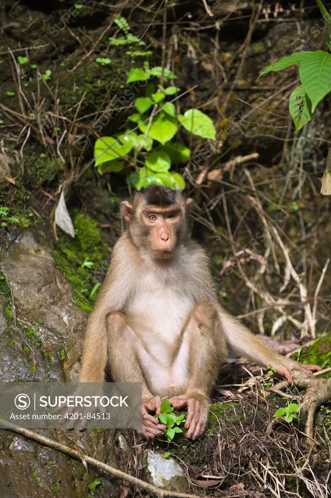 Pig-tailed Macaque (Macaca nemestrina), northern Sumatra, Indonesia