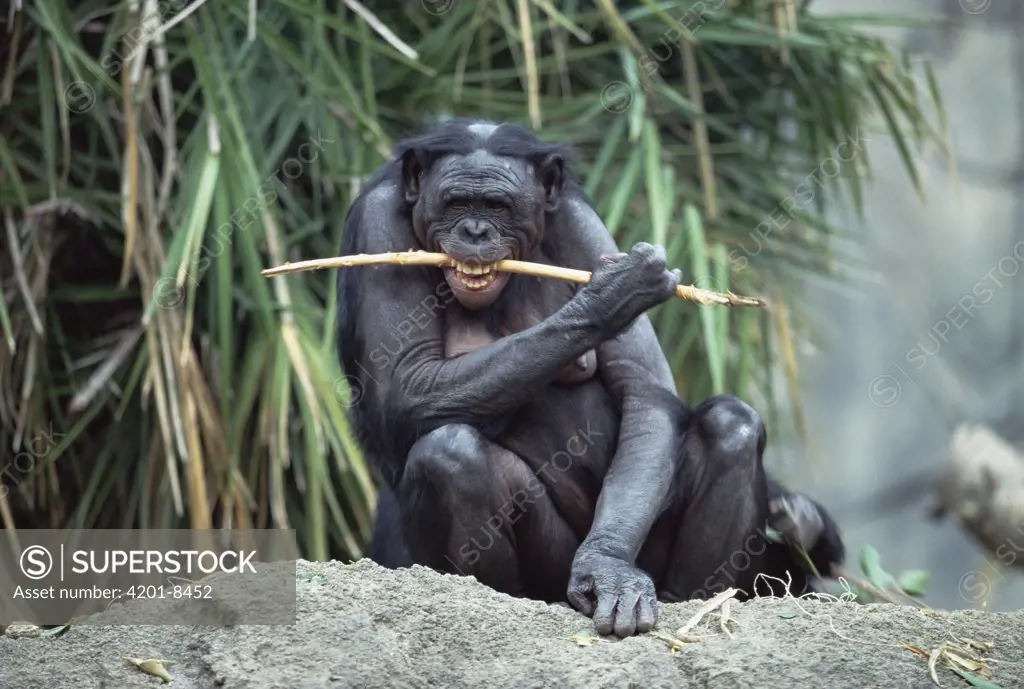 Bonobo (Pan paniscus) chewing on stick