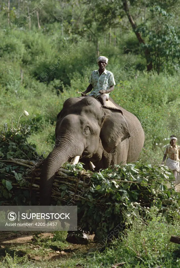 Asian Elephant (Elephas maximus) carrying branches with trainer riding on its back, India