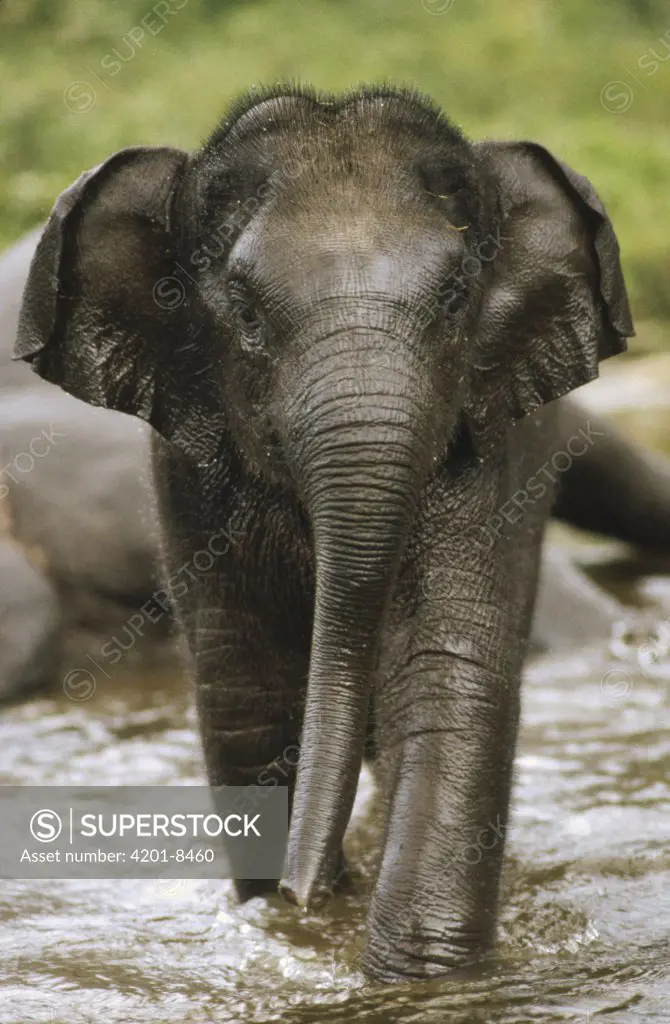 Asian Elephant (Elephas maximus) calf portrait, India