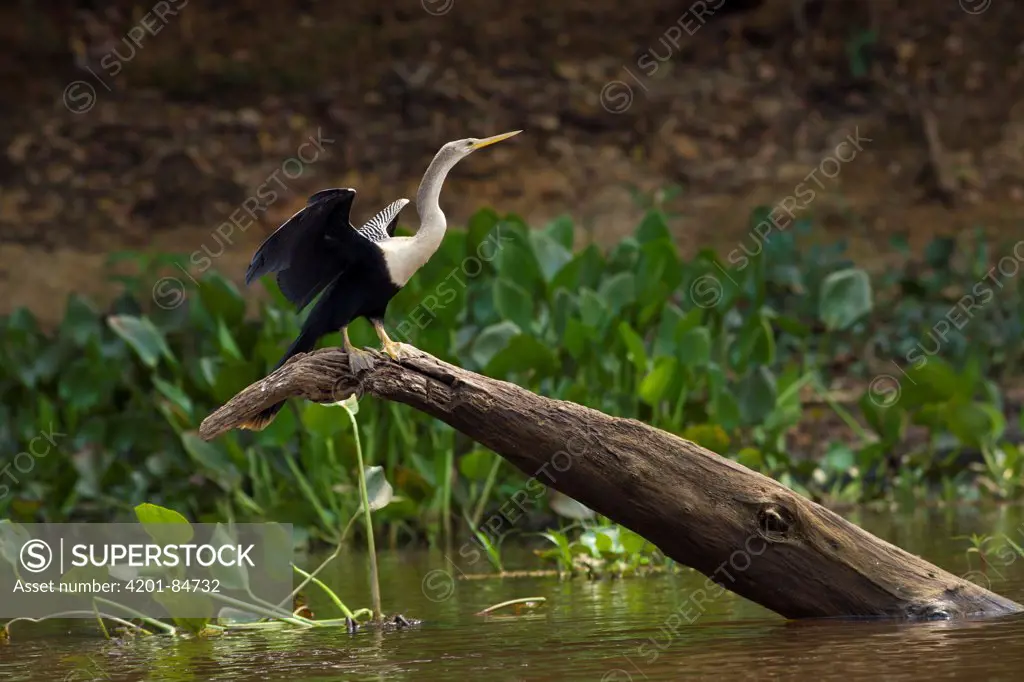 American Darter (Anhinga anhinga) drying wings, Pantanal, Brazil