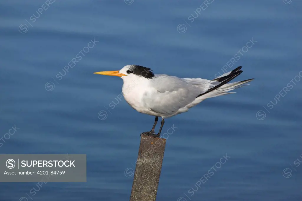 Royal Tern (Sterna maxima) perching on post, Elkhorn Slough, California