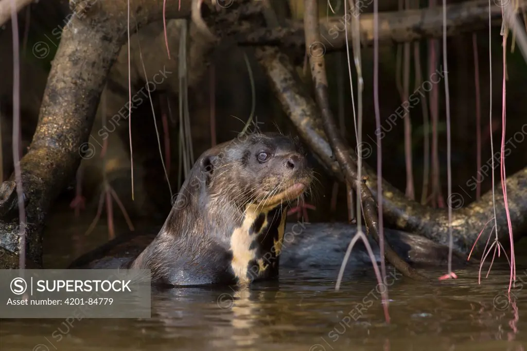 Giant River Otter (Pteronura brasiliensis), Pantanal, Brazil