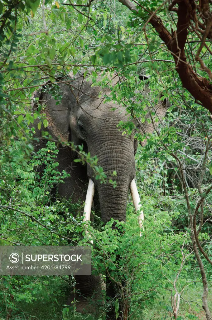 Asian Elephant (Elephas maximus), male, Yala National Park, Sri Lanka