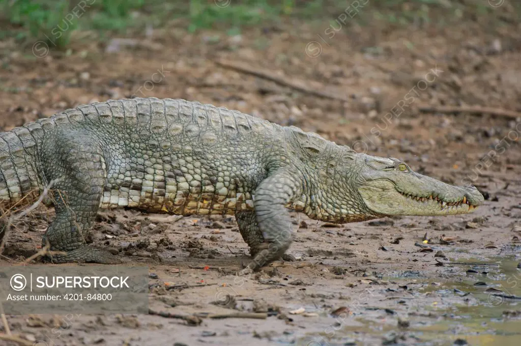 Mugger Crocodile (Crocodylus palustris) walking on shore, Yala National Park, Sri Lanka