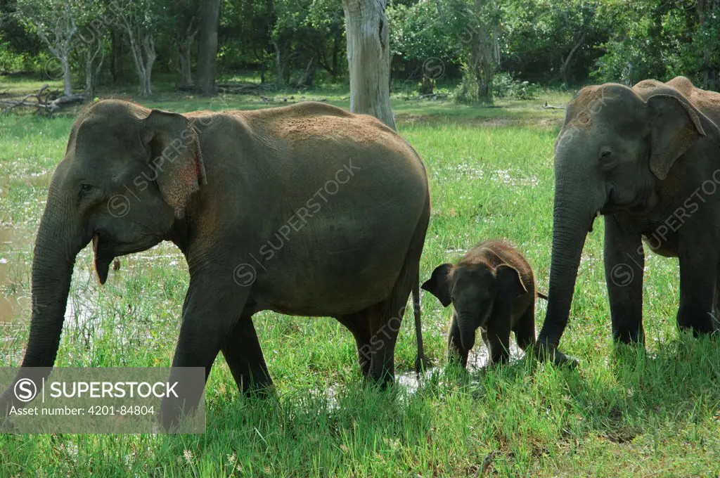 Asian Elephant (Elephas maximus) females and calf, Yala National Park, Sri Lanka