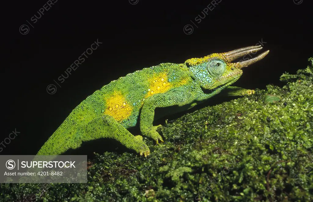 Jackson's Chameleon (Chamaeleo jacksonii) climbing up moss-covered branch, east Africa