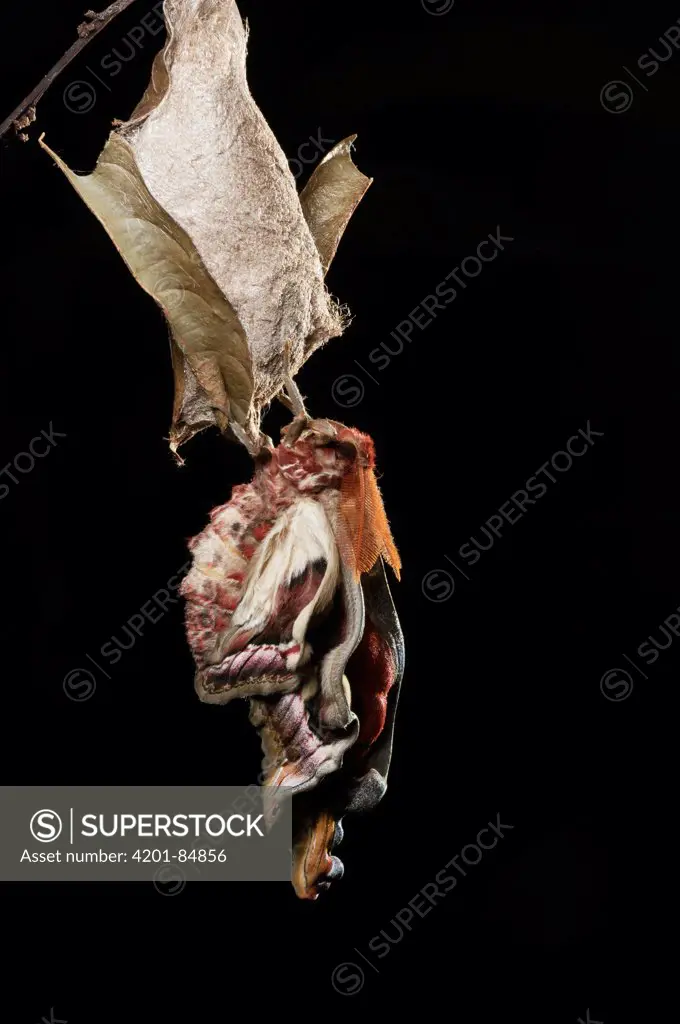 Atlas Moth (Attacus atlas) male allowing its wings to expand and harden after emerging from cocoon, Kuching, Borneo, Malaysia, sequence 1 of 5
