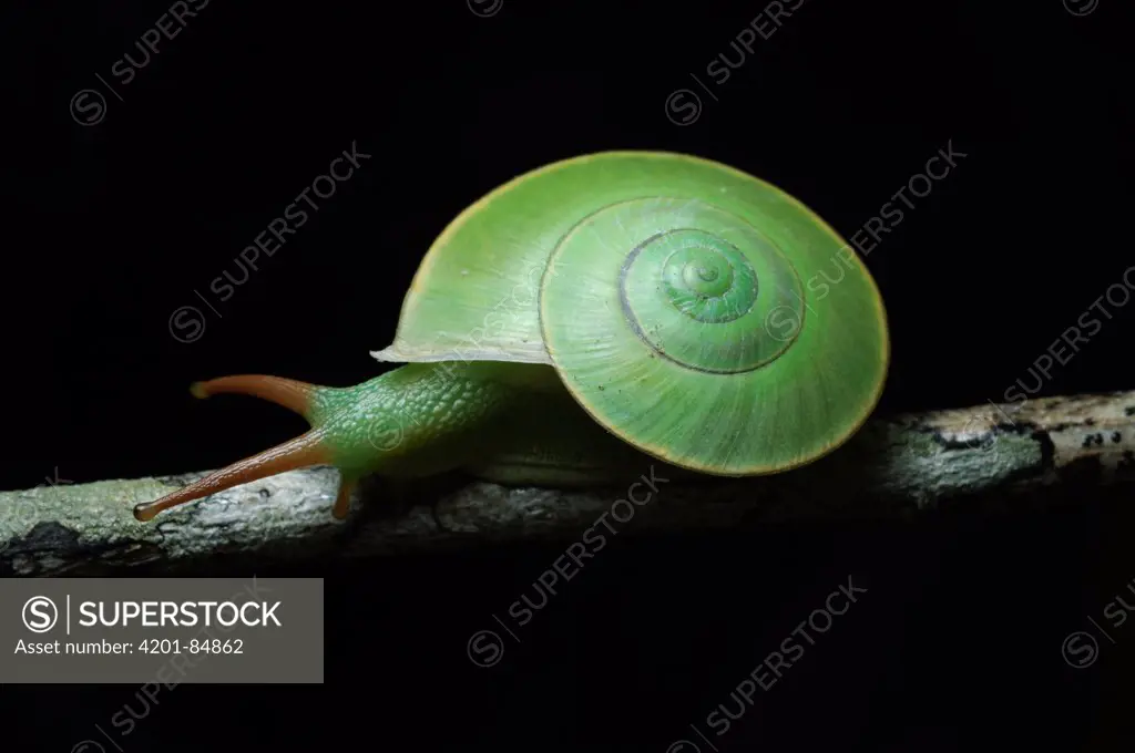 Land Snail (Rhinocochlis nasuta), Bau, Malaysia
