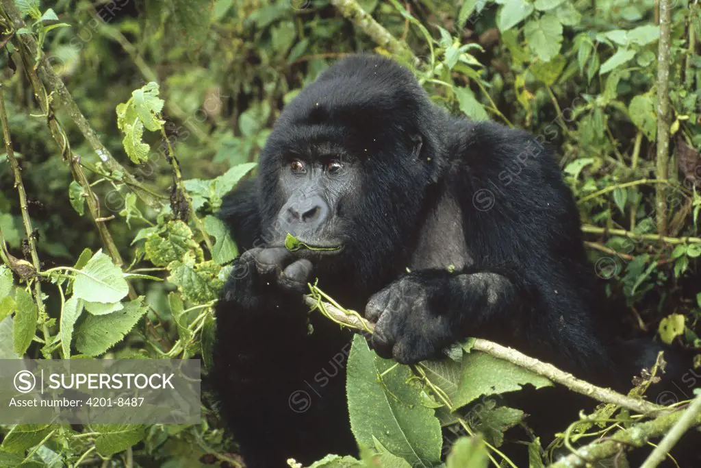 Mountain Gorilla (Gorilla gorilla beringei) male feeding on vegetation, central Africa