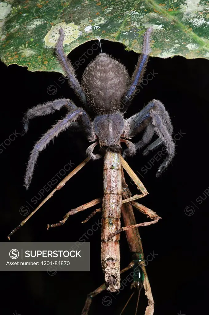 Giant Crab Spider (Sparassidae) with Stick Insect (Lonchodes sp) prey, Gunung Mulu National Park, Malaysia