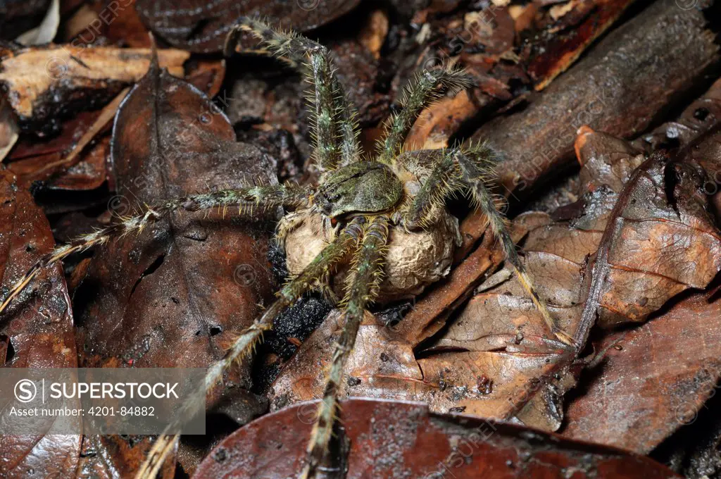 Giant Crab Spider (Sparassidae) female carrying her egg sac, Gunung Mulu National Park, Malaysia