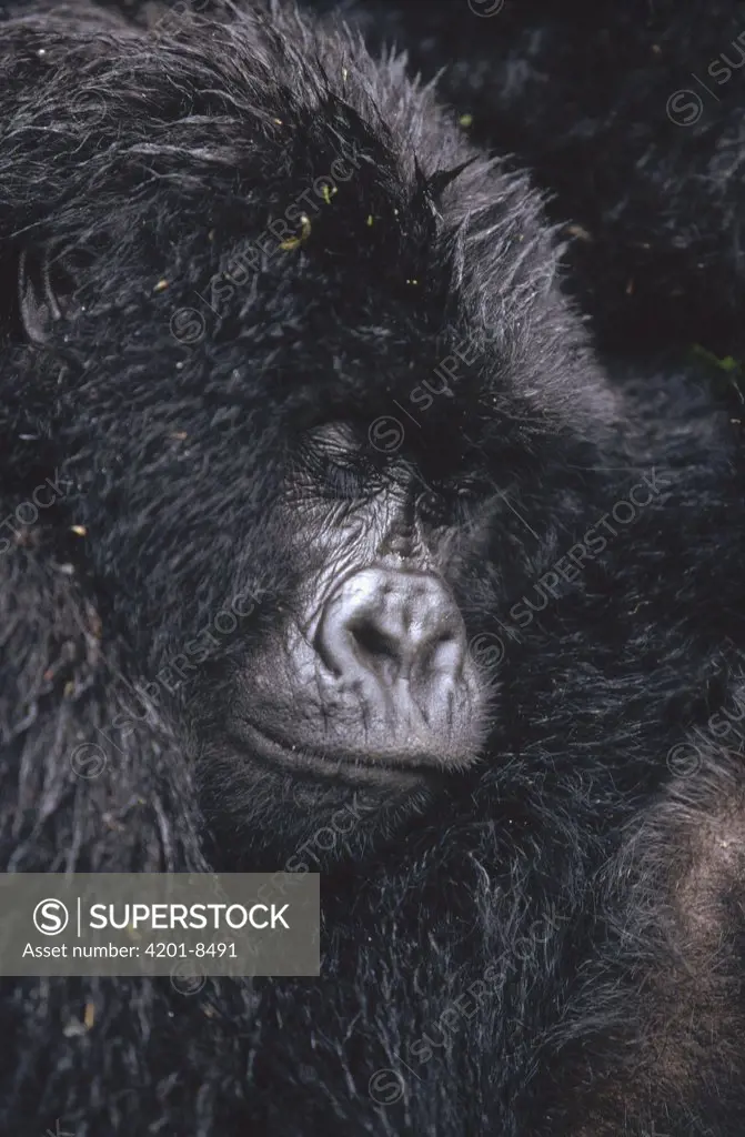 Mountain Gorilla (Gorilla gorilla beringei) sleeping, central Africa
