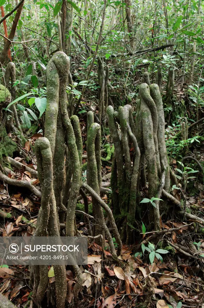 Pneumatophore and aerial roots in peat swamp forest, Bintulu, Borneo, Malaysia