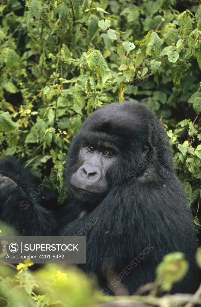 Mountain Gorilla (Gorilla gorilla beringei) male, central Africa