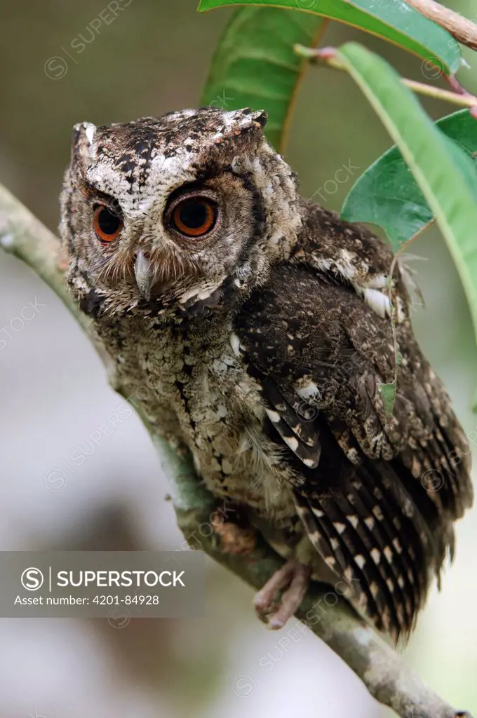 Sunda Scops-Owl (Otus lempiji), Bau, Malaysia