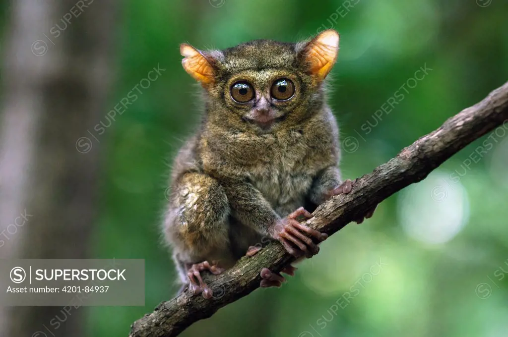 Spectral Tarsier (Tarsius tarsier), Tangkoko Nature Reserve, Sulawesi, Indonesia