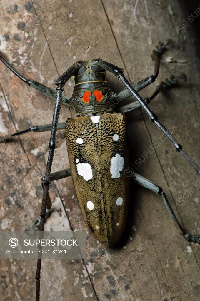 Long Horn Beetle (Batocera sp), Tangkoko Nature Reserve, Sulawesi, Indonesia