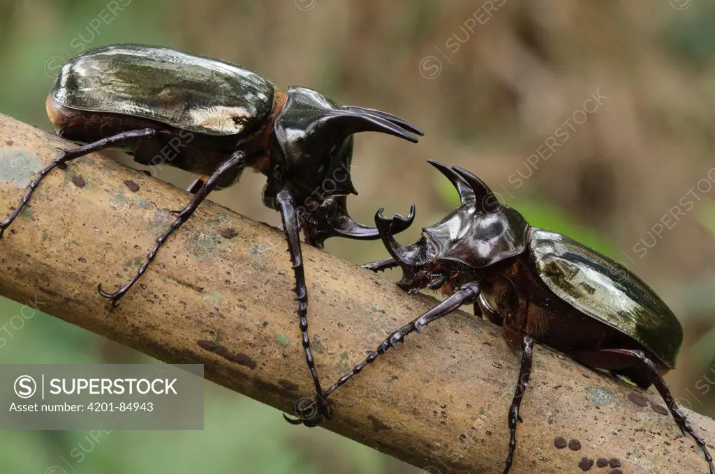 Scarab Beetle (Chalcosoma sp) males facing off, Batutumonga, Rantepao, Indonesia