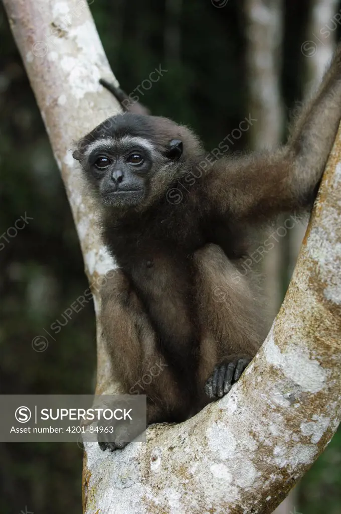Müller's Bornean Gibbon (Hylobates muelleri) juvenile, Bau, Malaysia