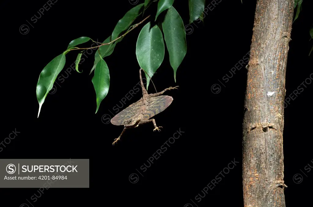 Dusky Gliding Lizard (Draco obscurus) gliding, Fairy Cave, Bau, Malaysia