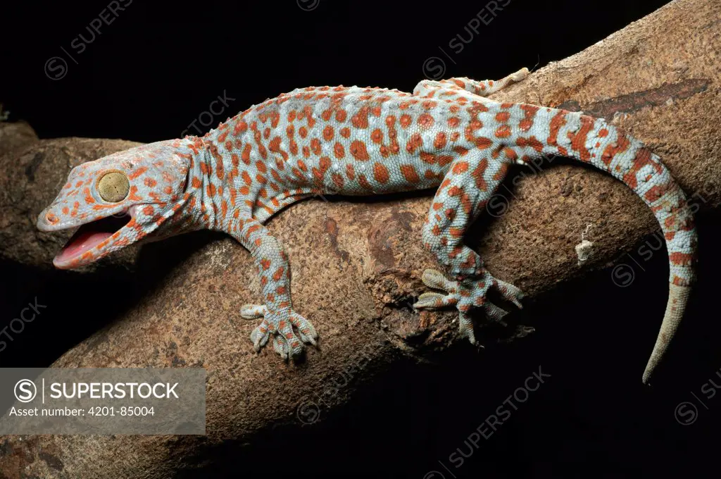 Tokay Gecko (Gecko gecko) in defensive posture, Jakarta, Indonesia