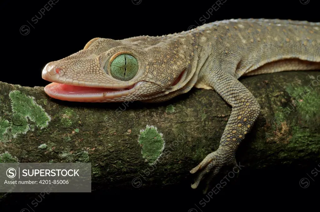 Green-eyed Gecko (Gekko smithi) showing vertical pupil, Jakarta, Indonesia