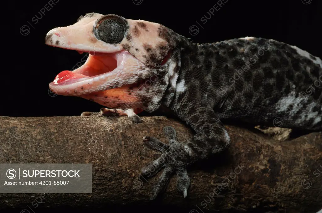 Tokay Gecko (Gecko gecko) in defensive posture, Jakarta, Indonesia