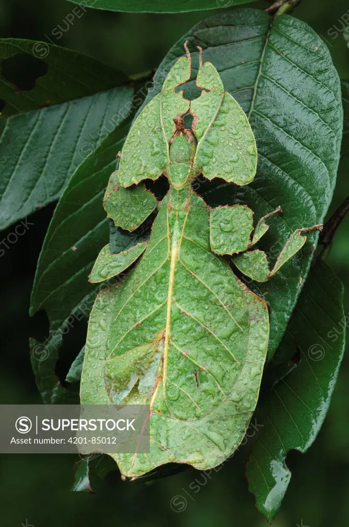 Javanese Leaf Insect (Phyllium bioculatum) mimicking leaf, Bogor, Indonesia