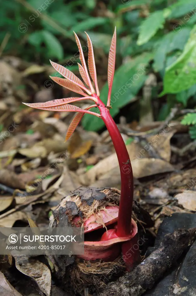 Mango (Mangifera pajang) seedling that has just germinated on the forest floor and will only survive to maturity if a gap opens in the canopy above, Gunung Braang, Padawan, Malaysia