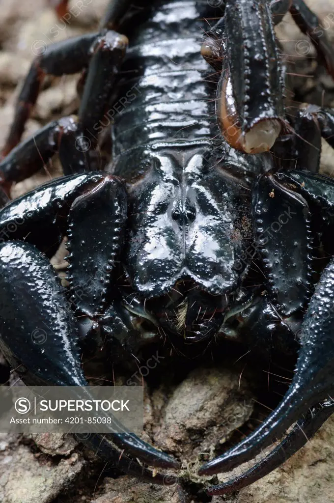 Asian Forest Scorpion (Heterometrus longimanus), Kuching, Borneo, Malaysia