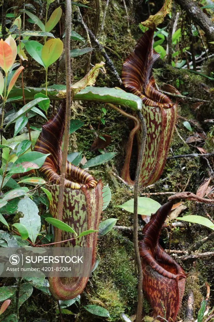 Pitcher Plant (Nepenthes hurrelliana) pitchers, Gunung Murud, Pulong Tau National Park, Malaysia