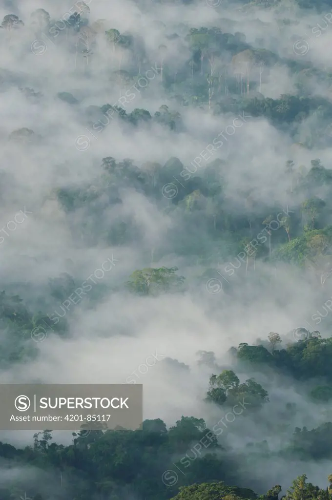 Rainforest canopy with mist at dawn, Gunung Penrissen, Borneo, Malaysia