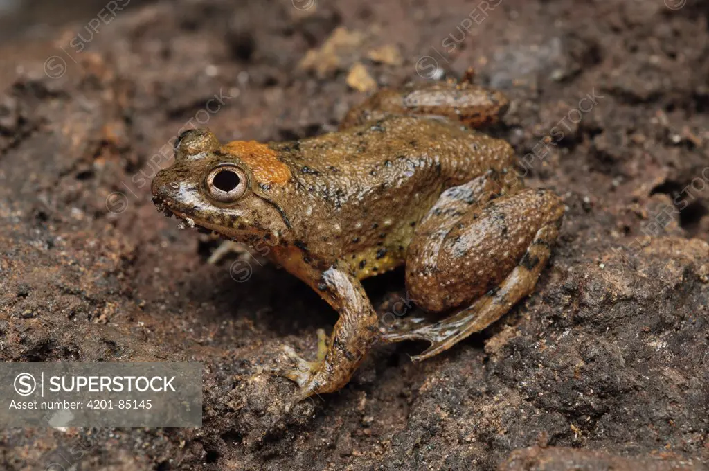 Seep Frog (Occidozyga baluensis), Bukit Sarang Conservation Area, Bintulu, Borneo, Malaysia