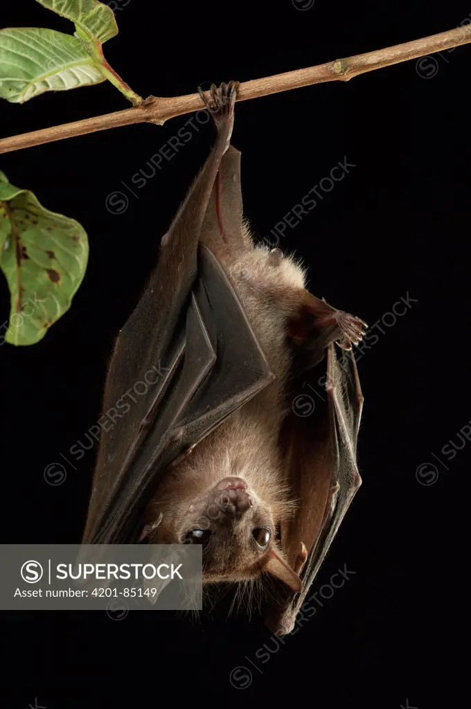 Lucas's Short-nosed Fruit Bat (Penthetor lucasi) roosting, Bukit Sarang Conservation Area, Bintulu, Borneo, Malaysia