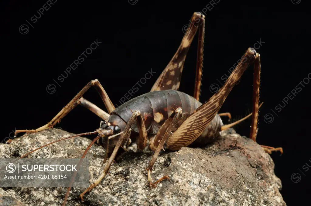 Cave Cricket (Rhaphidophora oophaga), Bukit Sarang Conservation Area, Bintulu, Borneo, Malaysia