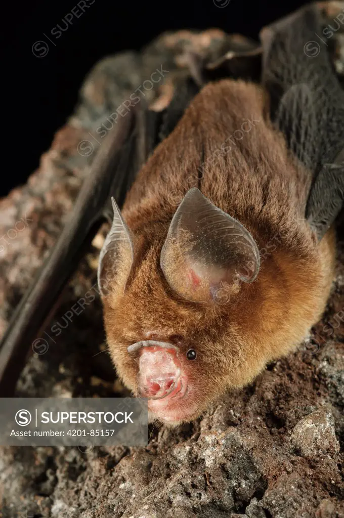 Fawn Roundleaf Bat (Hipposideros cervinus), Bukit Sarang Conservation Area, Bintulu, Borneo, Malaysia