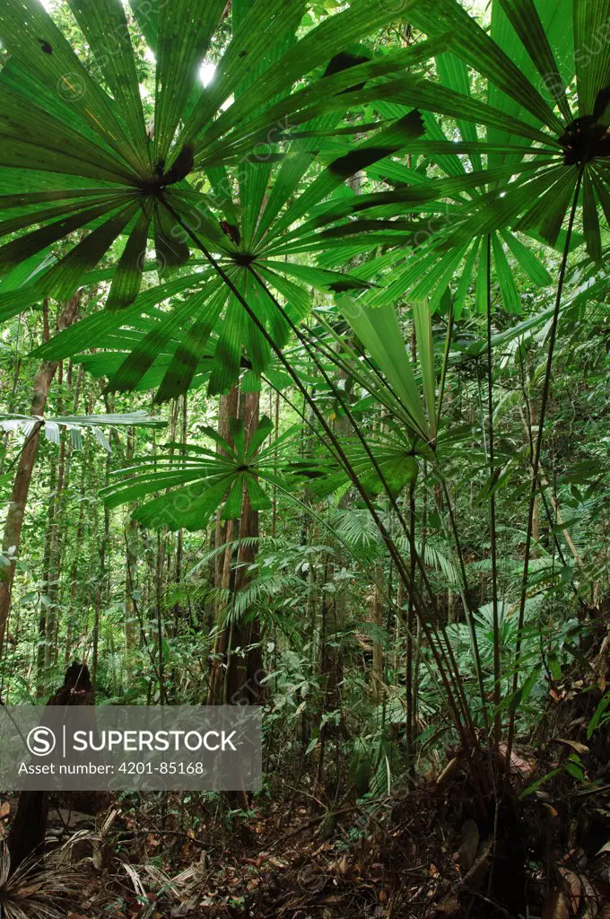 Fan Palm (Licuala valida) in the understory of the rainforest, Lambir Hills National Park, Malaysia