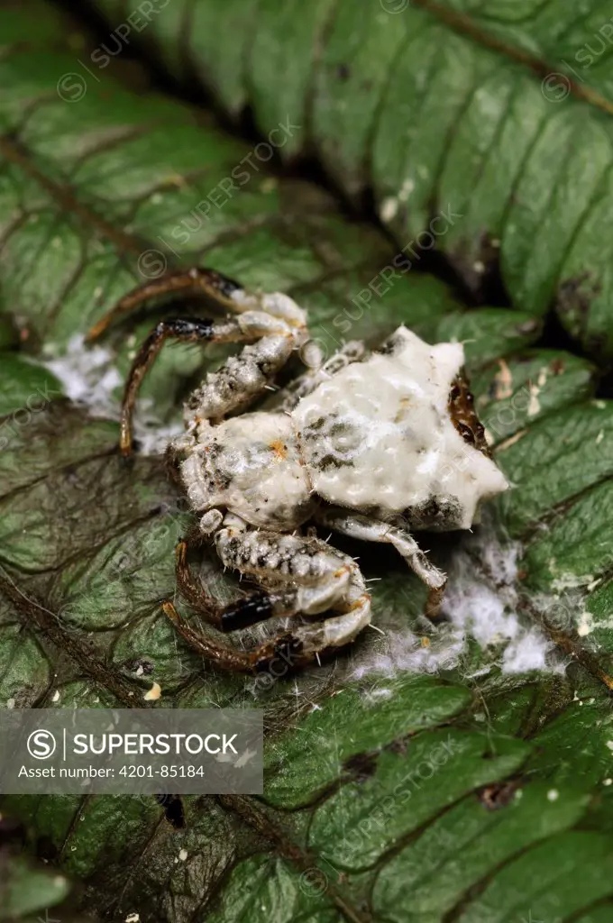 Bird-dropping Crab Spider (Phrynarachne decipiens) mimicking scat both visually and by smell, Bau, Malaysia