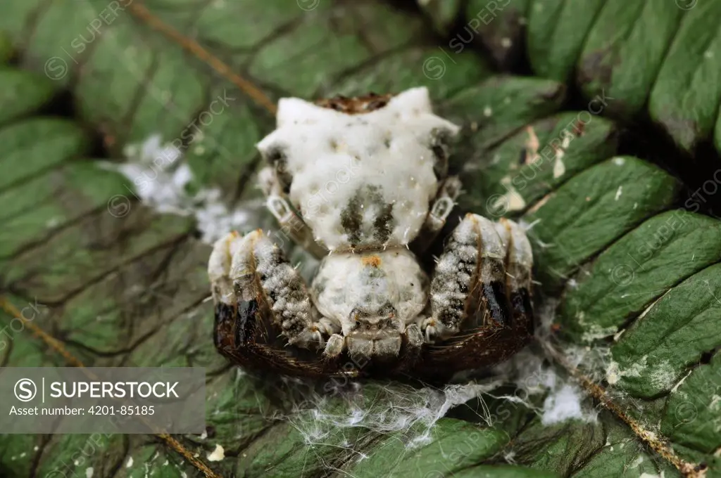 Bird-dropping Crab Spider (Phrynarachne decipiens) mimicking scat both visually and by smell, Bau, Malaysia
