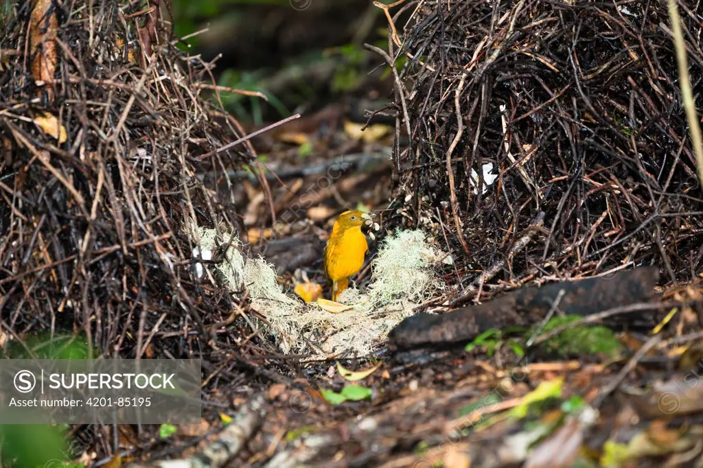 Golden Bowerbird (Prionodura newtoniana) male with flowers at his bower, Atherton Tableland, Queensland, Australia