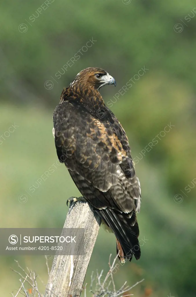 Red-tailed Hawk (Buteo jamaicensis) perching, North America