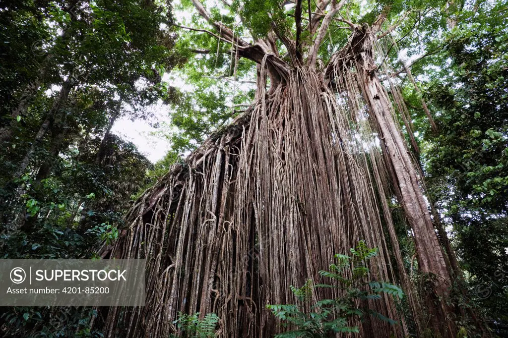 Spotted Fig (Ficus virens) tree that is parasatizing two trees showing aerial roots, Curtain Fig National Park, Atherton Tableland, Queensland, Australia