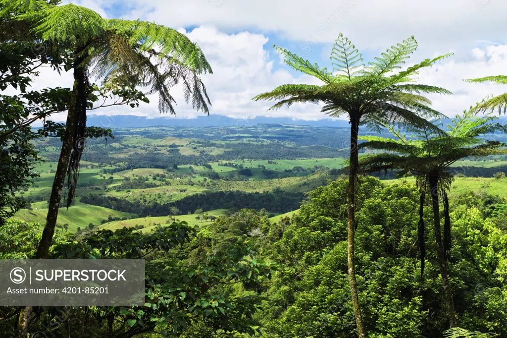 Rainforest landscape with tree ferns, Atherton Tableland, Queensland, Australia