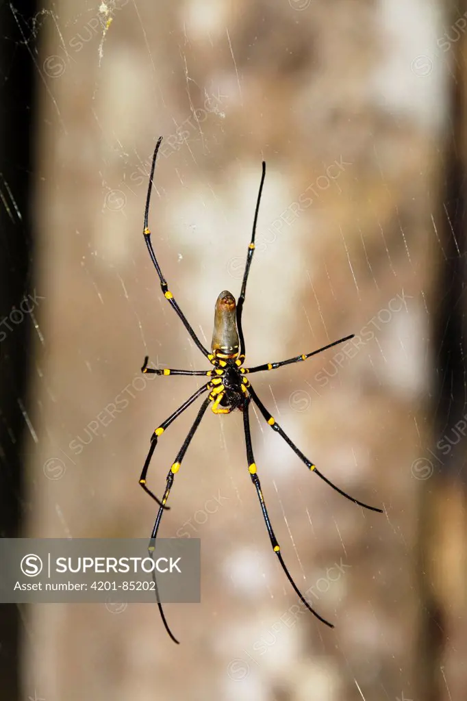 Giant Wood Spider (Nephila maculata) on web, Atherton Tableland, Queensland, Australia
